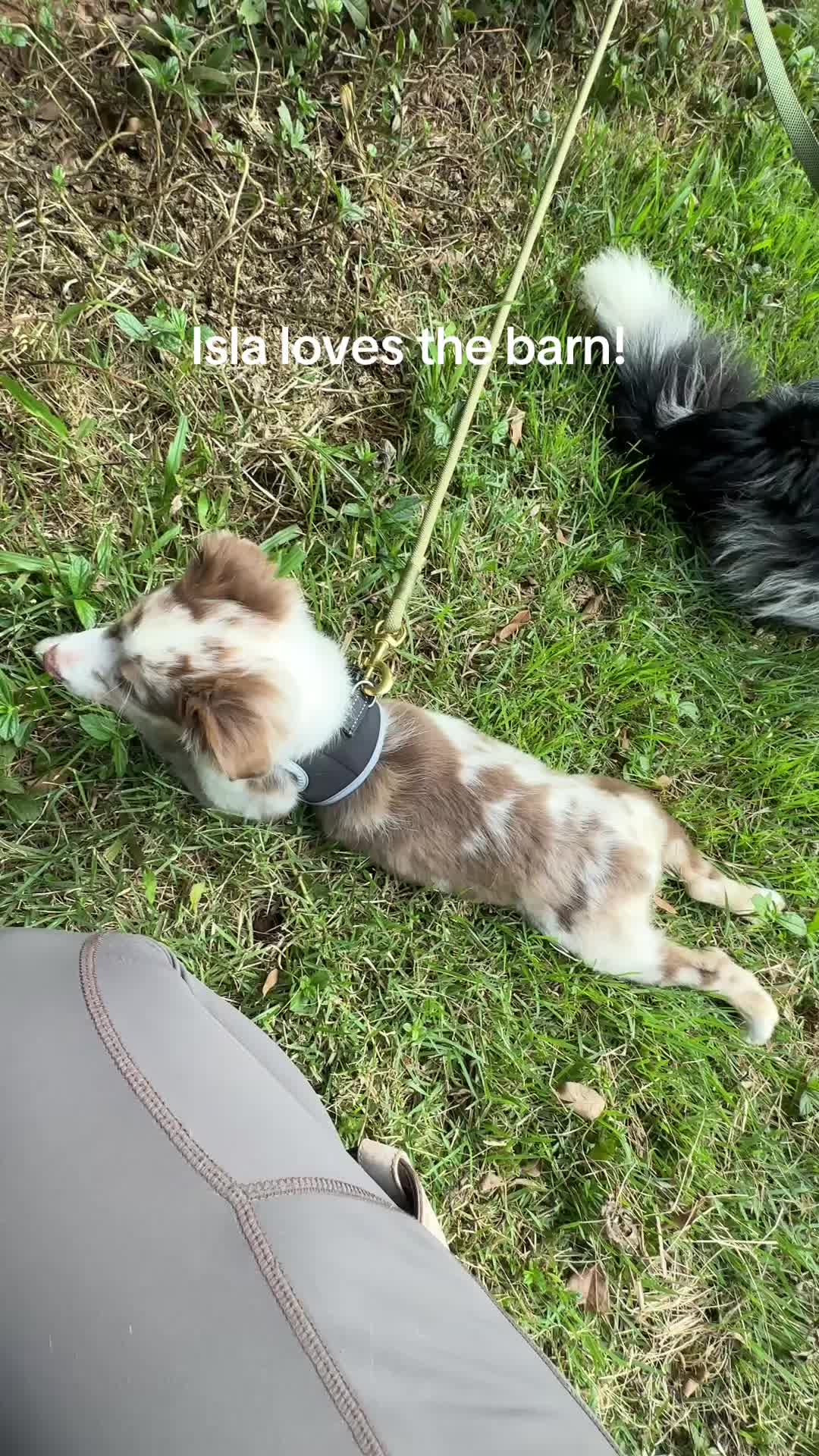 @Isla the Aussie