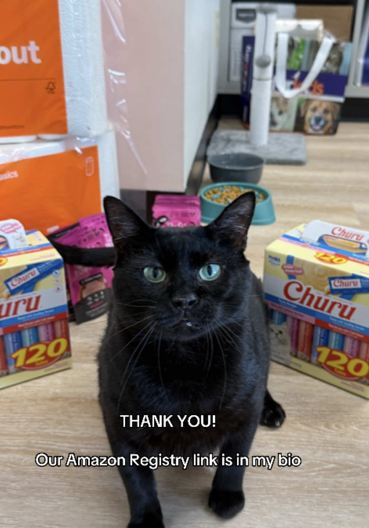 @Deanna | ATL Animal Rescue 🖤
