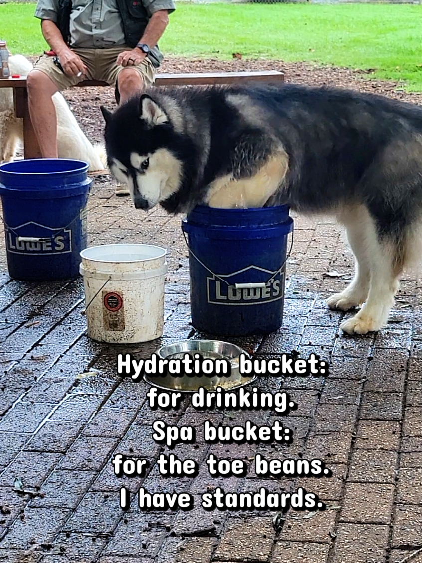 @the Hussey Husky