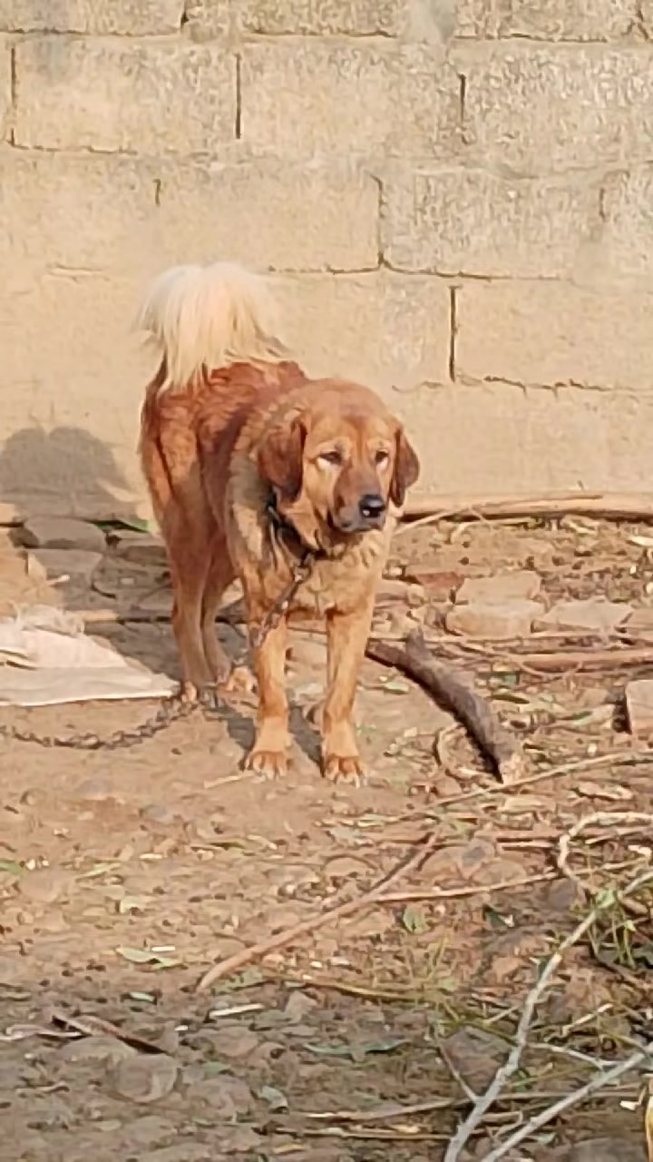 @Kashmiri_Bakrwal_Dog