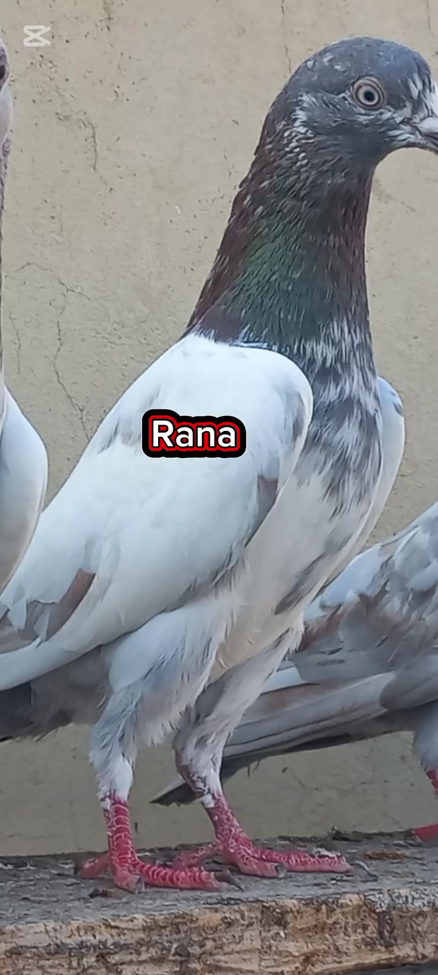 @Ranakasuripigeon