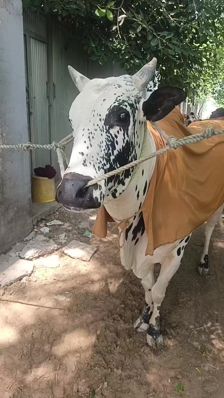 @ایا ڈنگی الہ