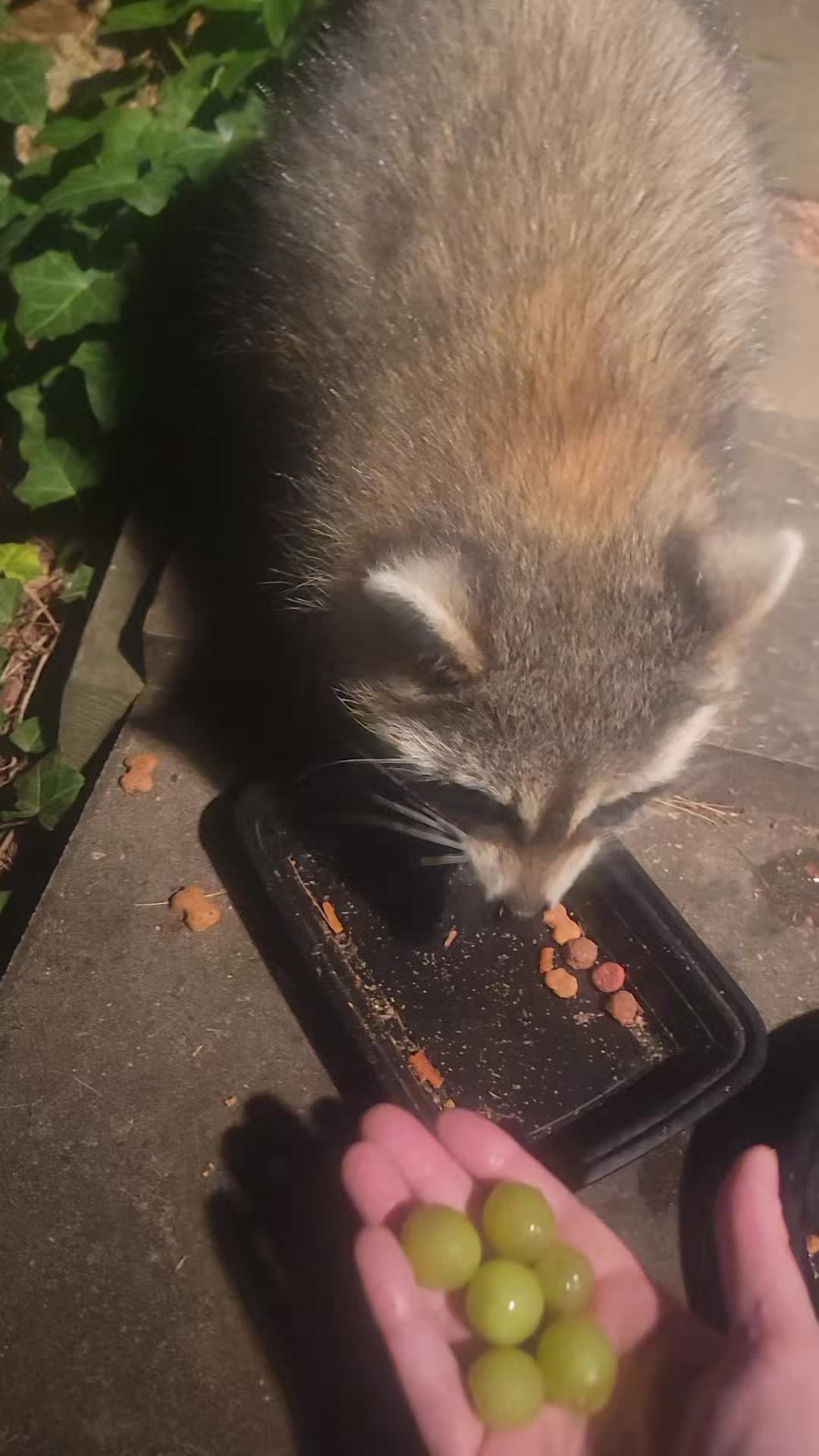 @Your local raccoons