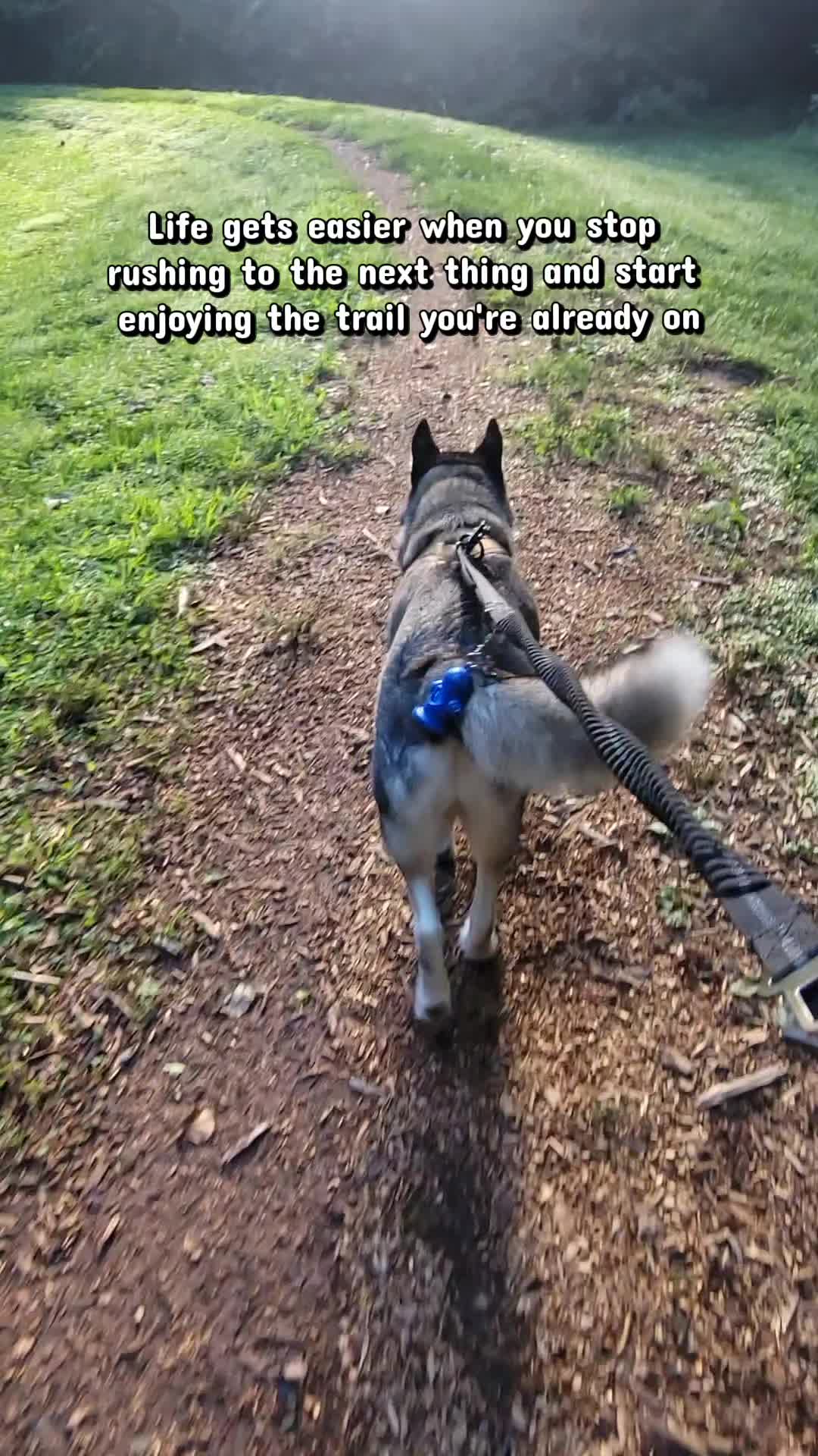 @the Hussey Husky