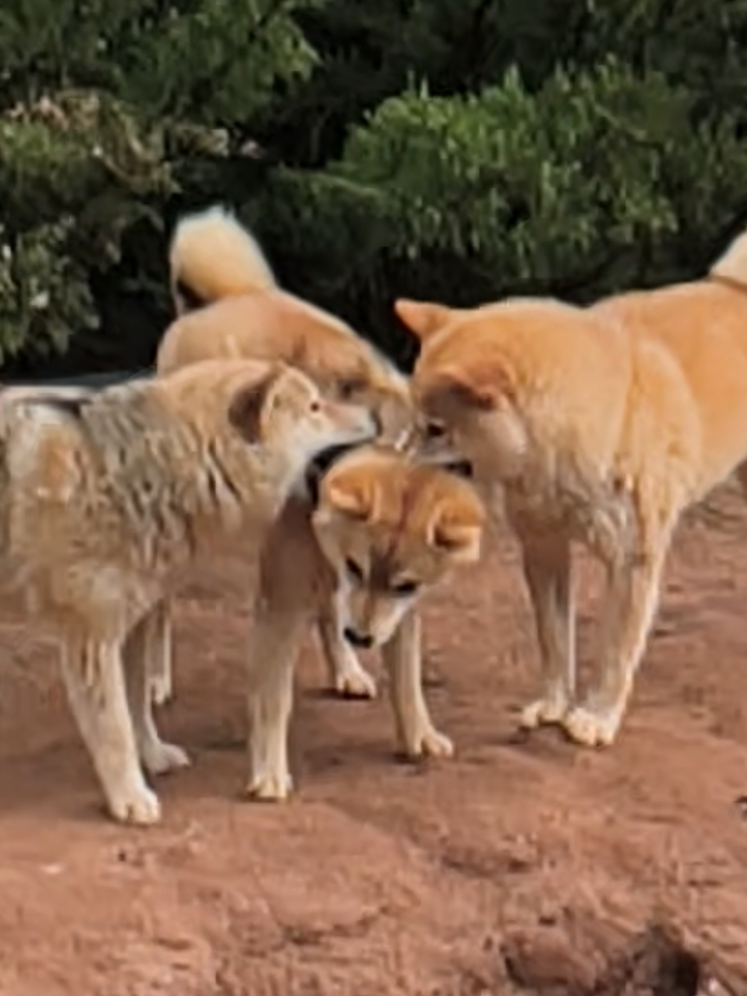 @Demona's Hellhounds Kennel