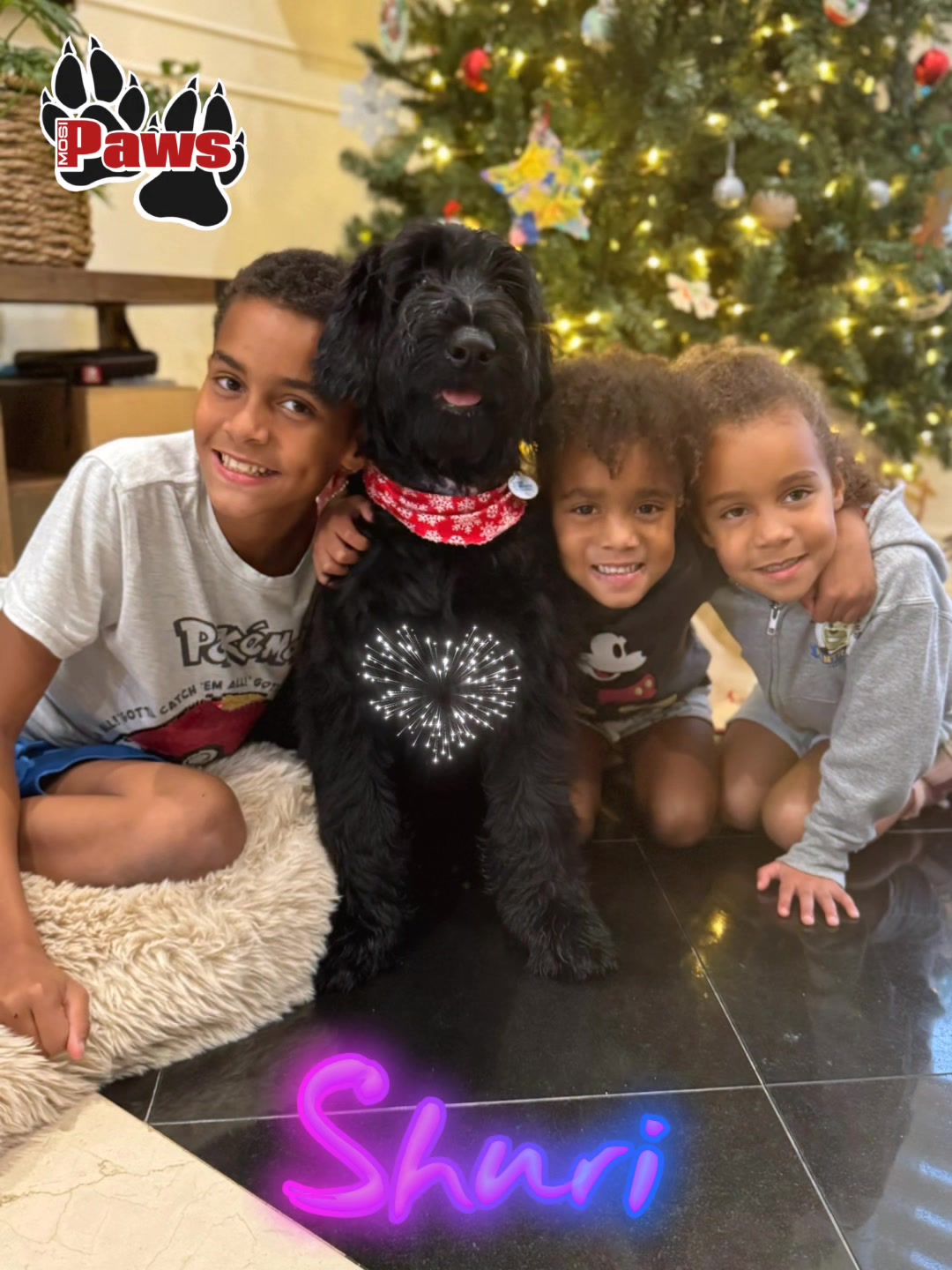 @Giant Schnauzers