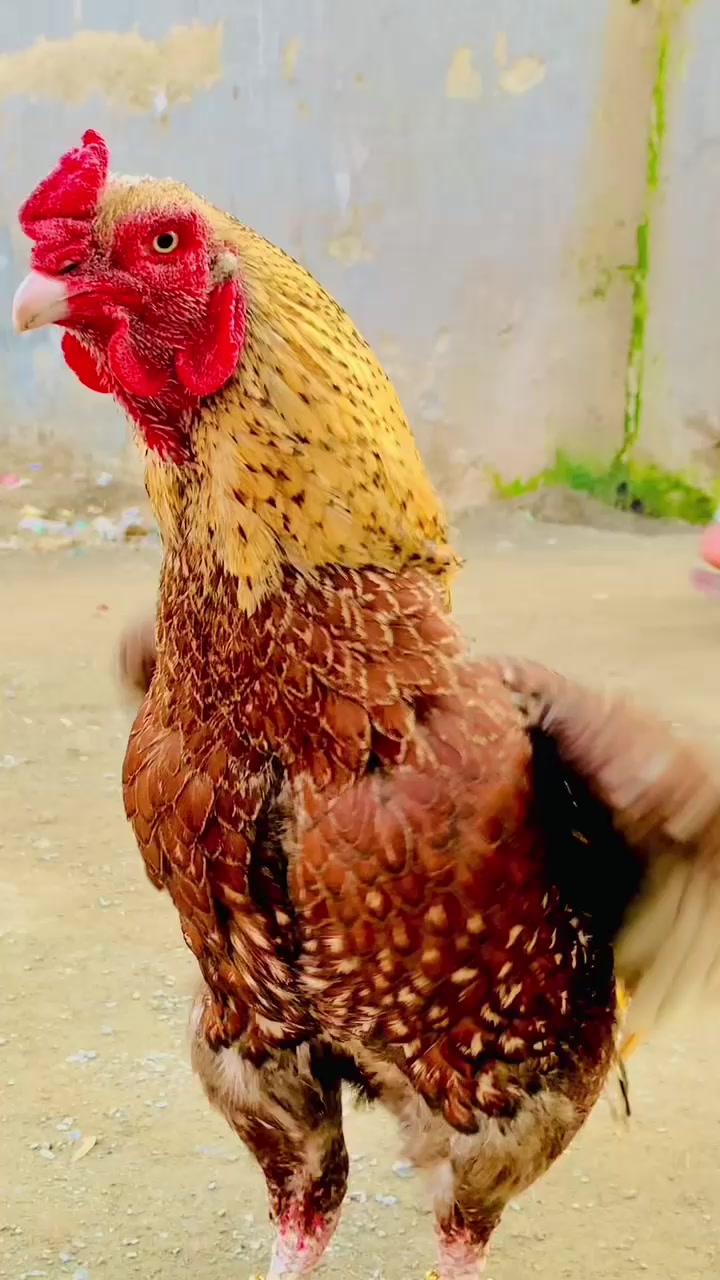@Rj Afridi