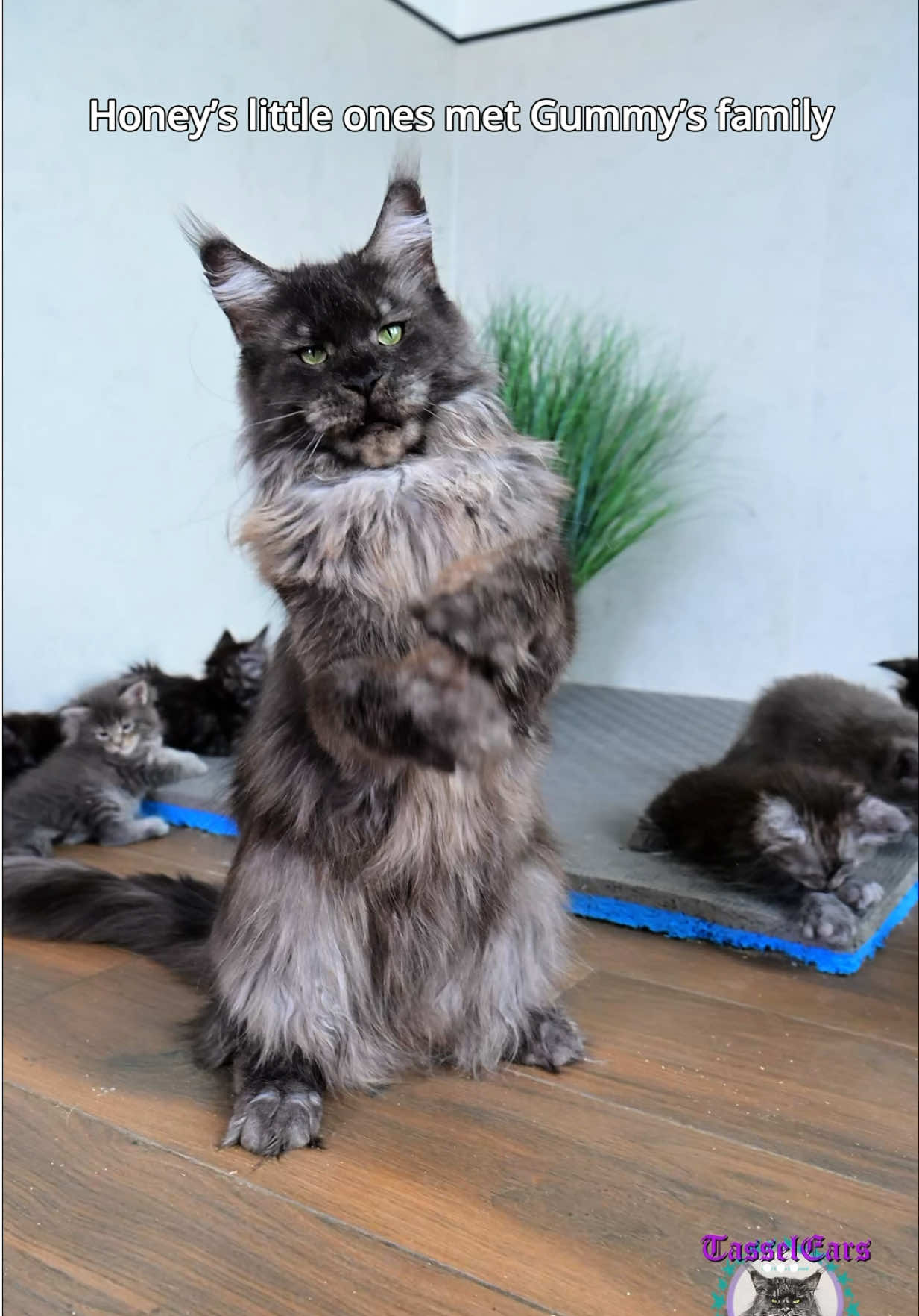 @Tassel Ears Maine Coon Cattery