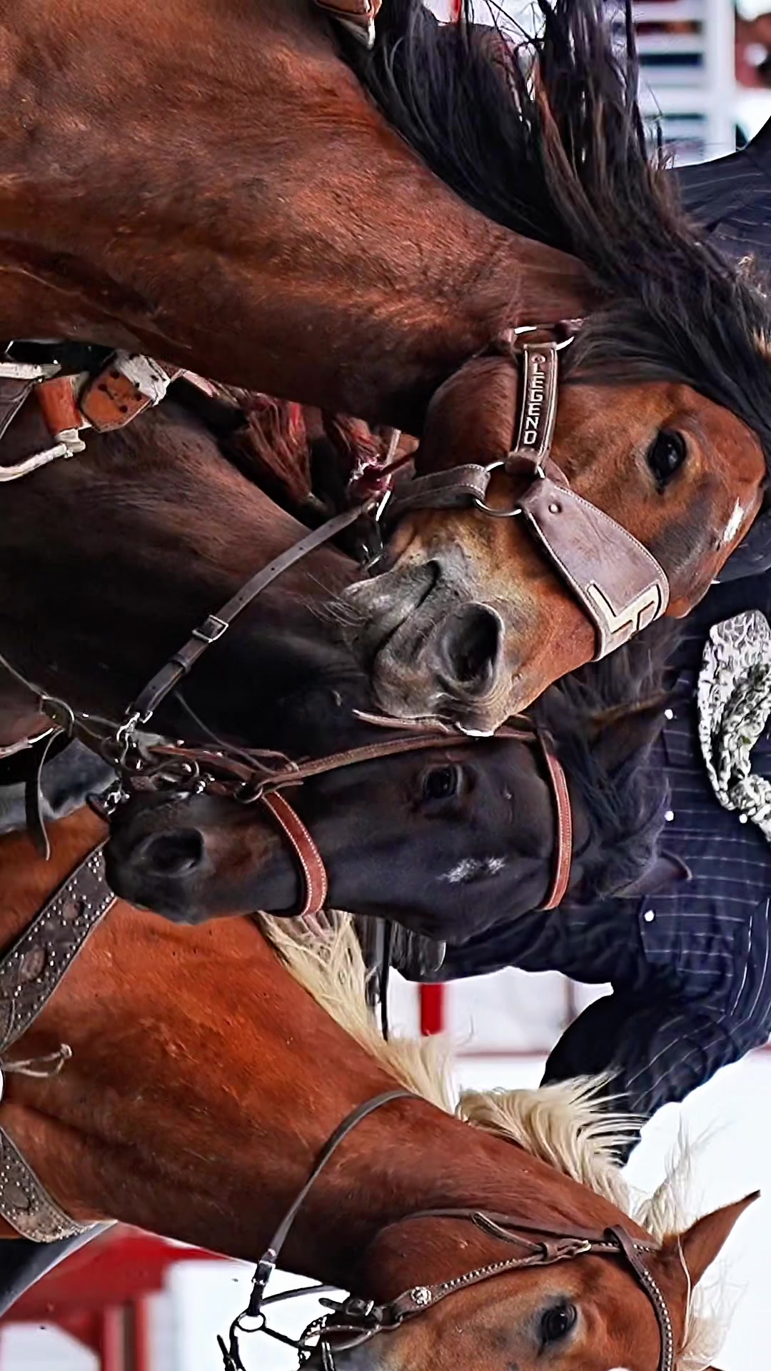 @Hanginghorses