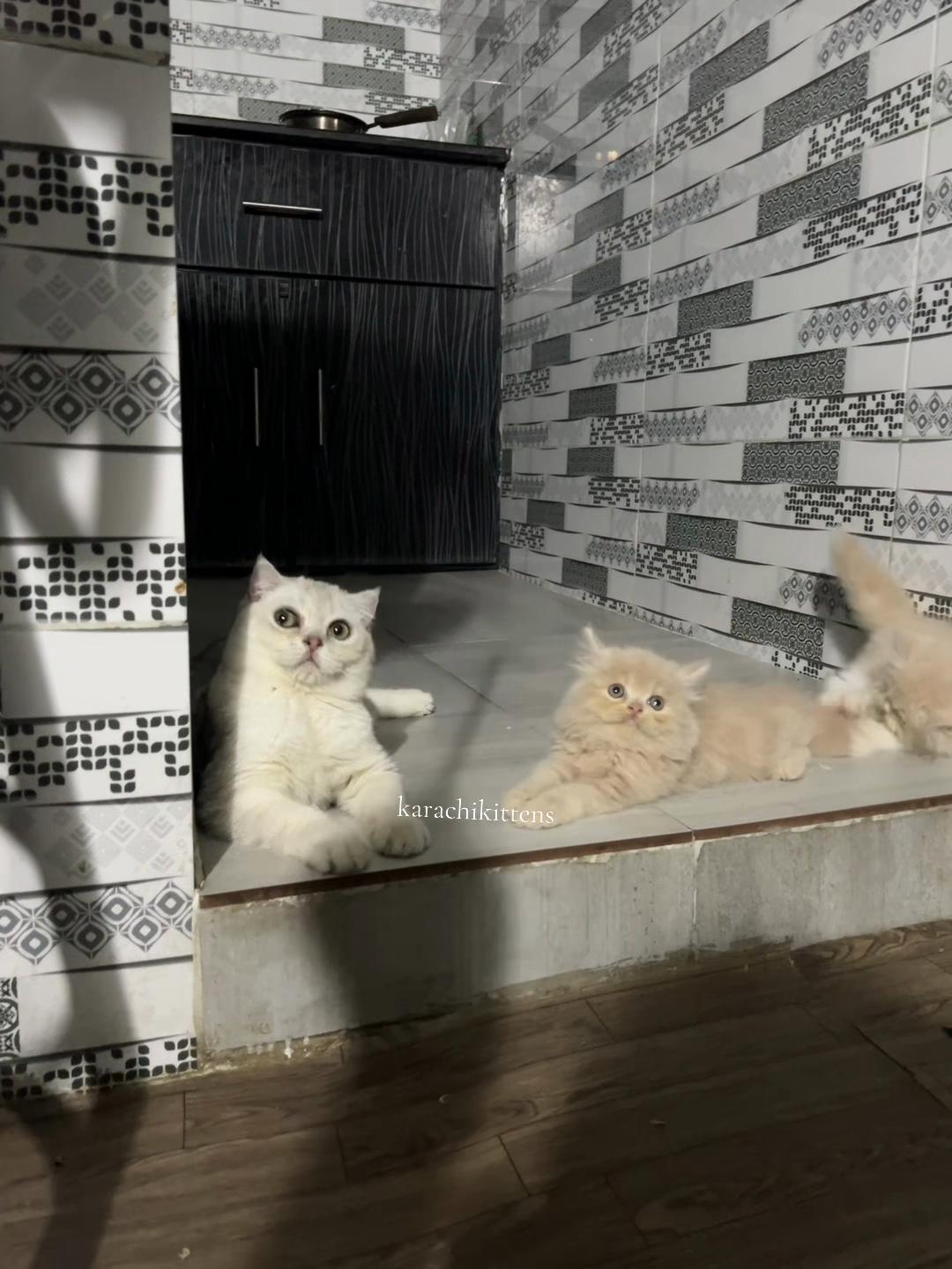 @karachikittens