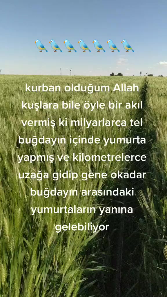 @Nejat Ergin