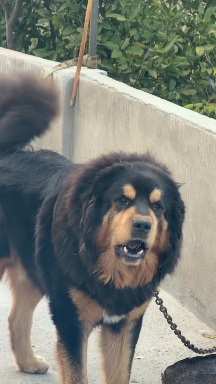 @Kashmiri_Bakrwal_Dog