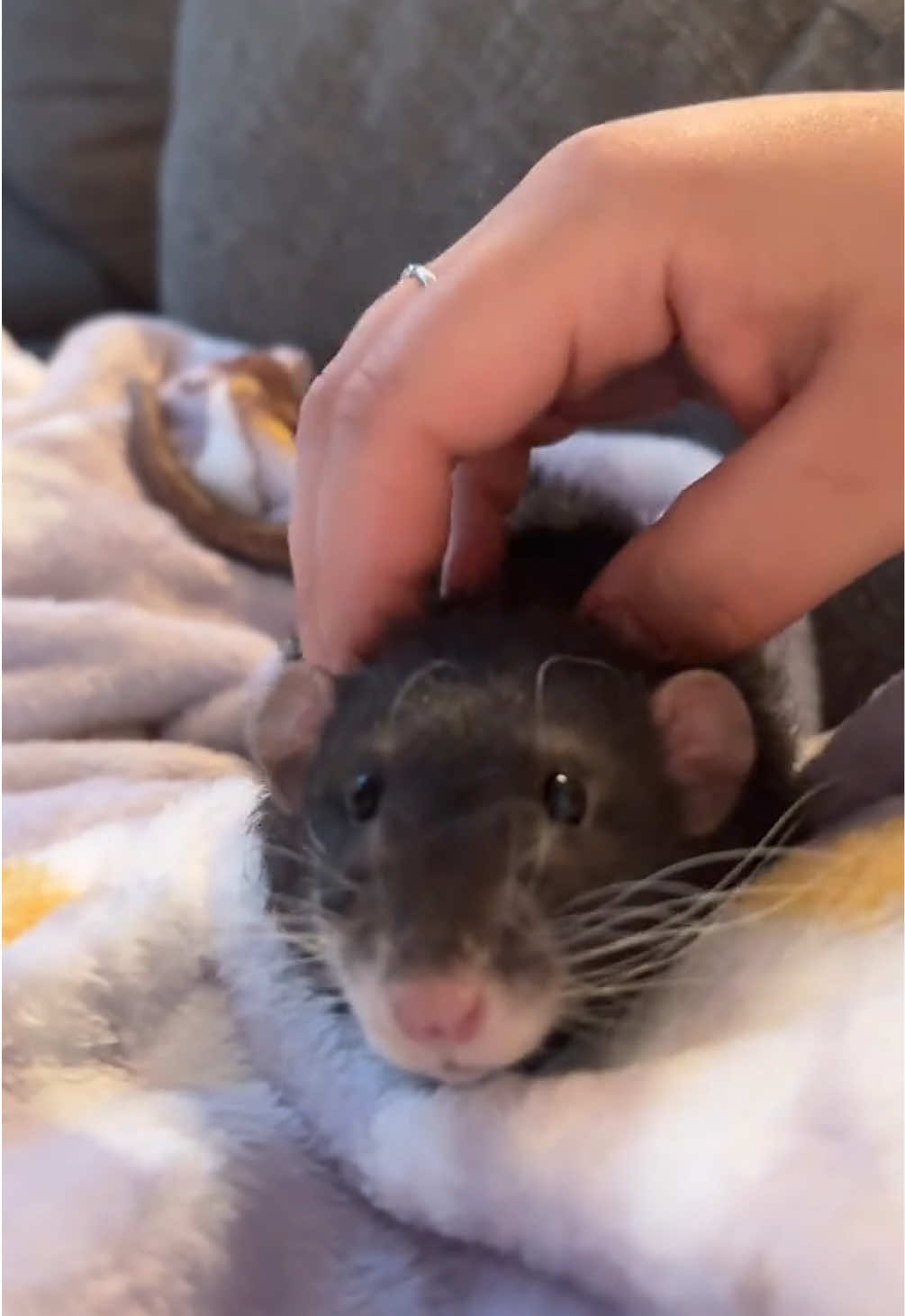 @Liloobi's Mischief