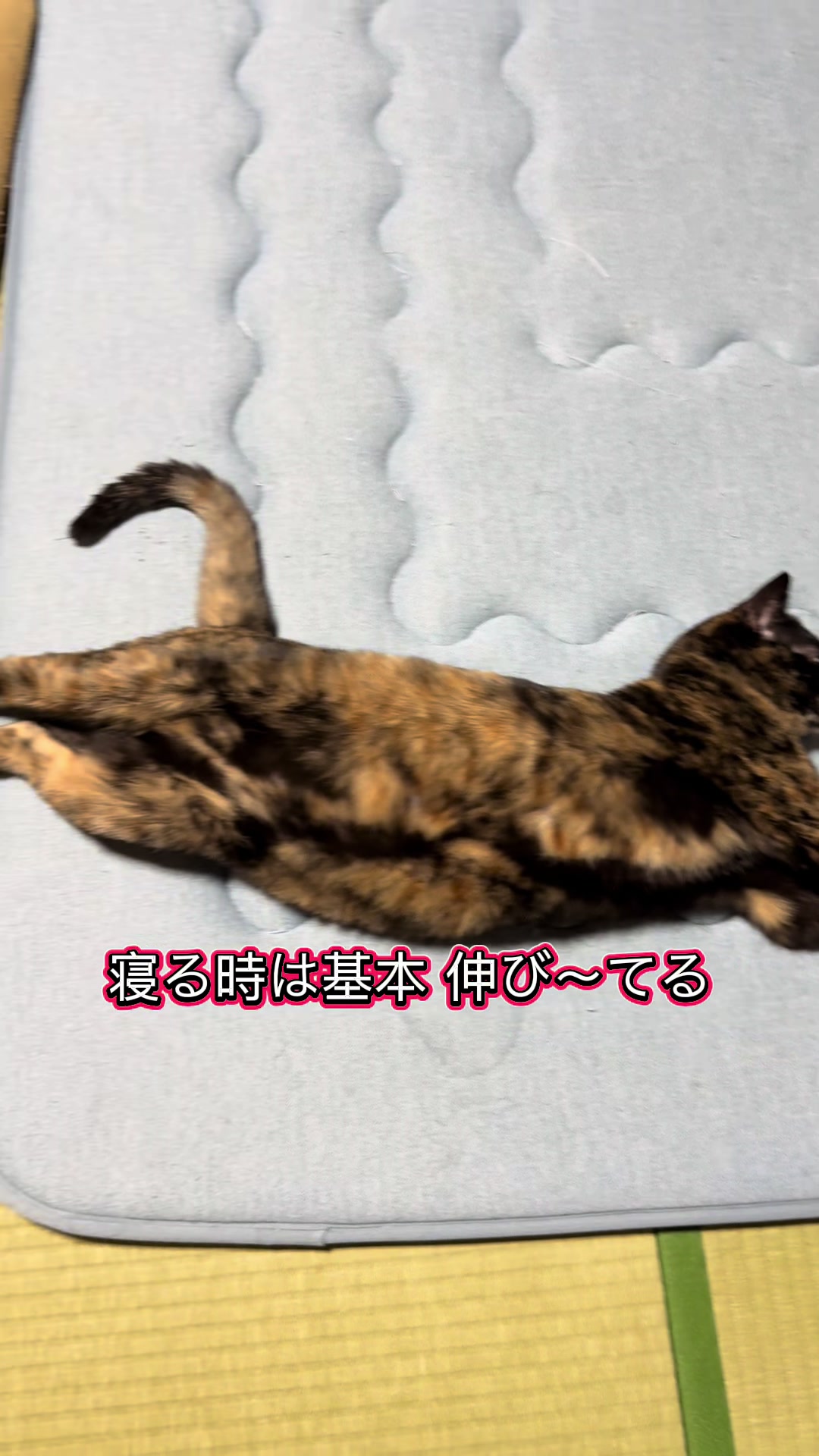 @黒猫兄弟ココピー&カリン