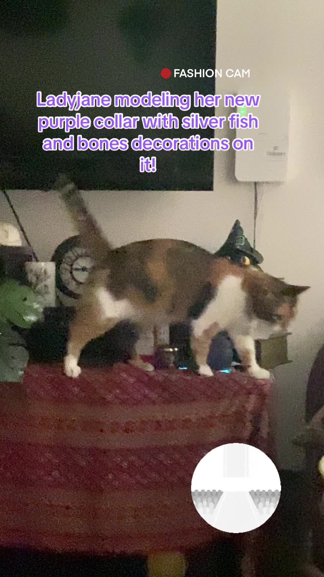 @🐈⬛🐈Shelby🐈