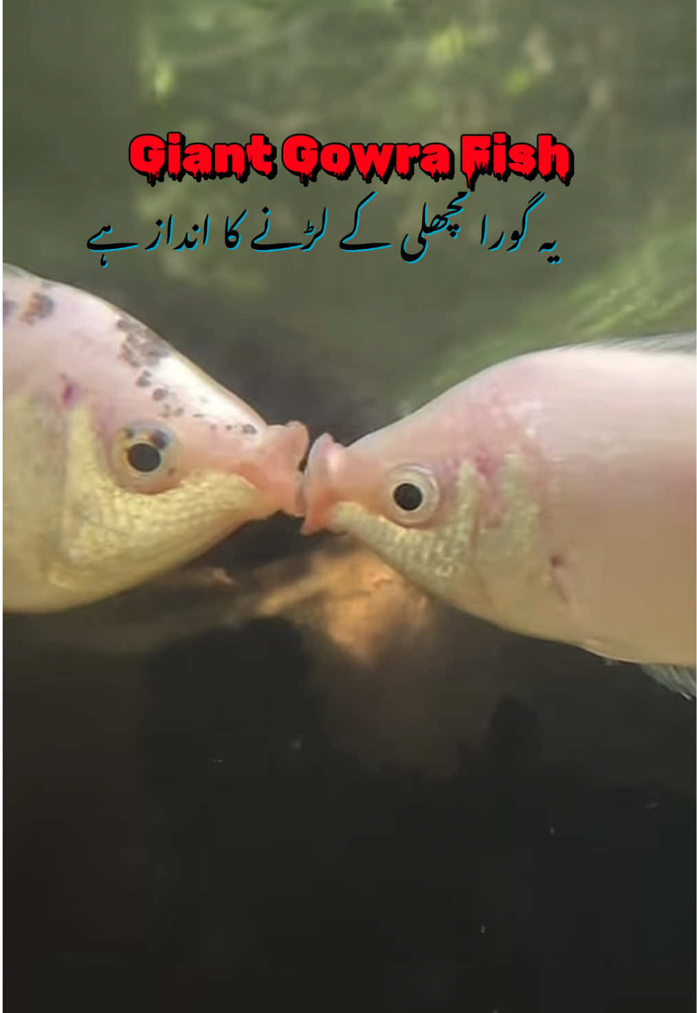 @Pest Mysteries