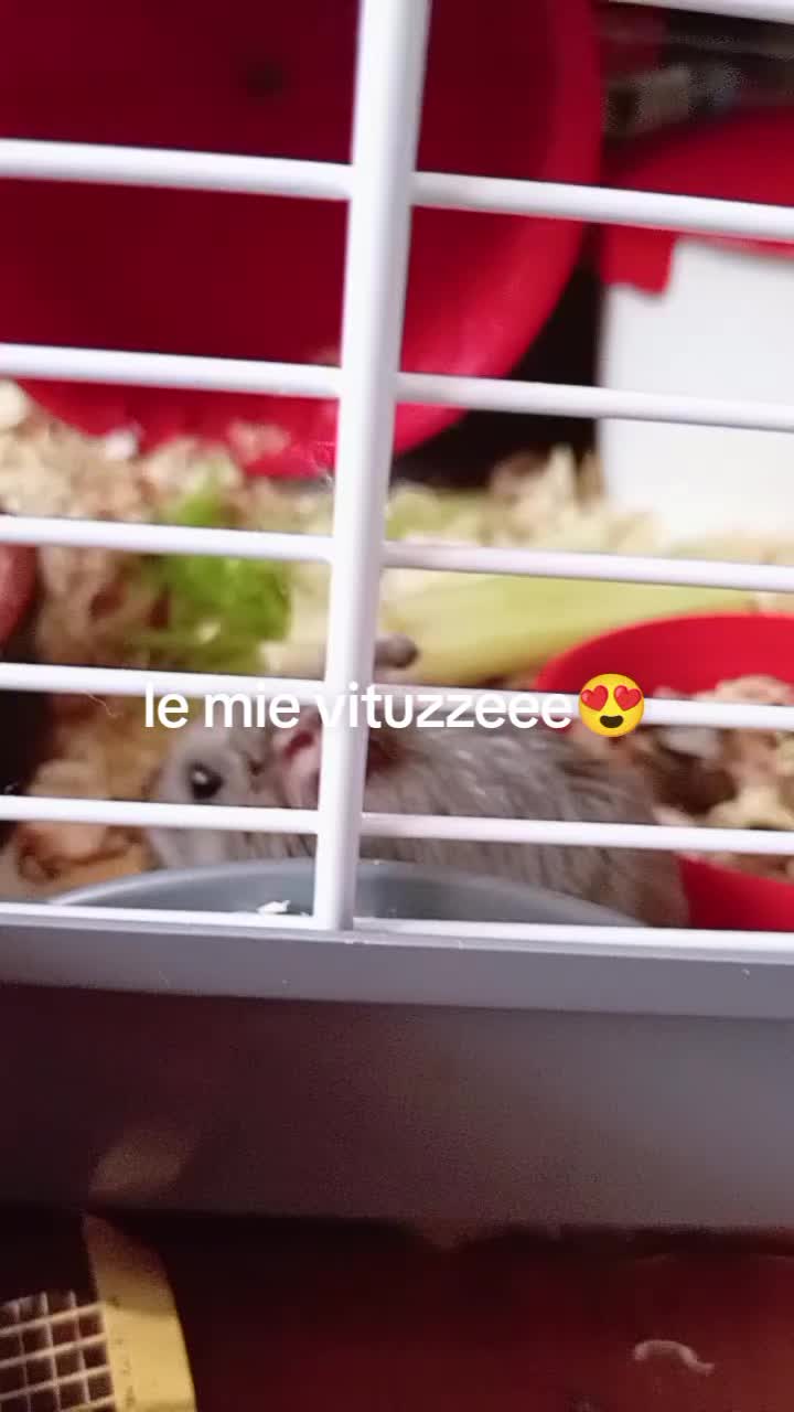 @giuli