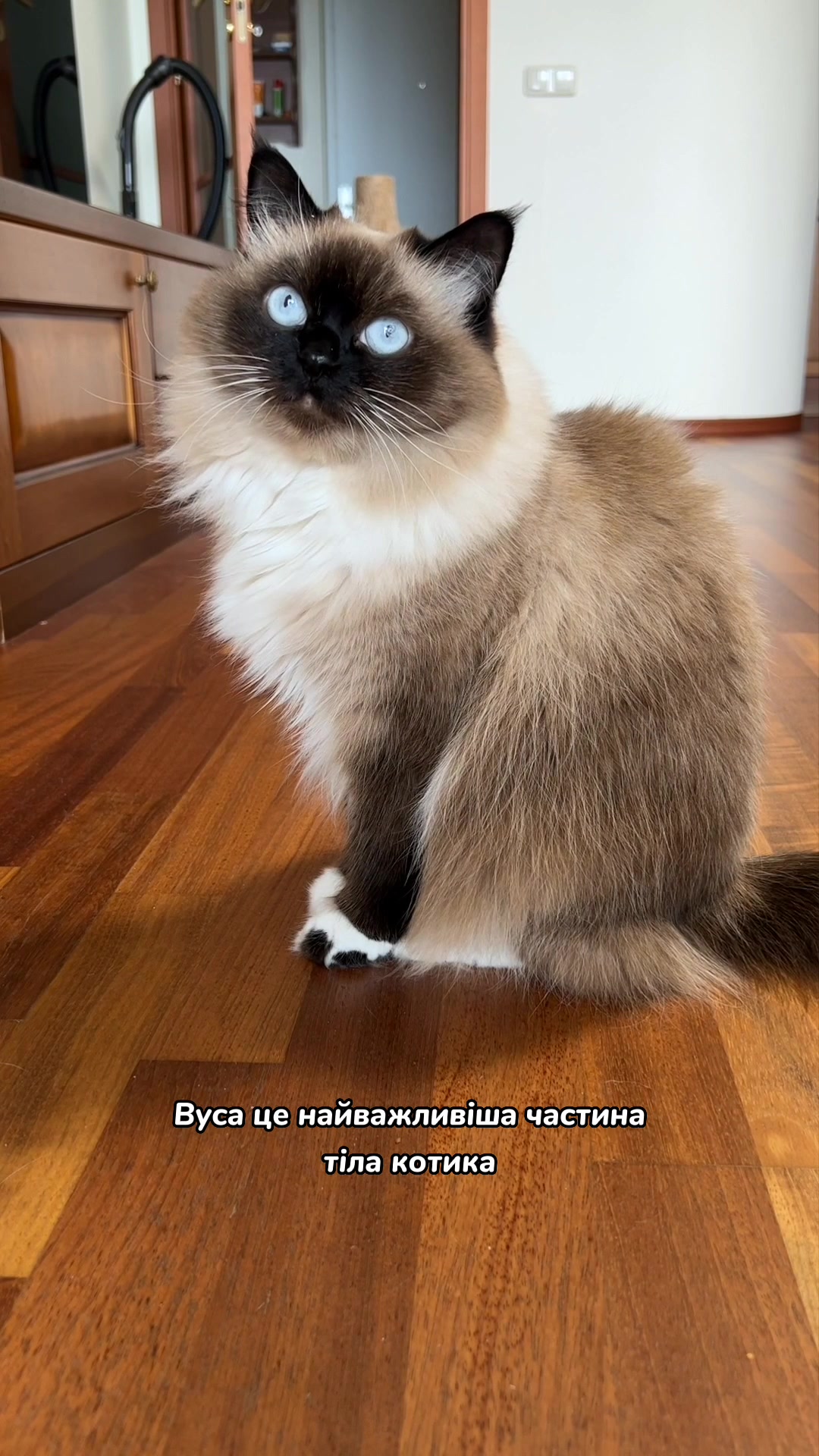 @Місс КІСЯ