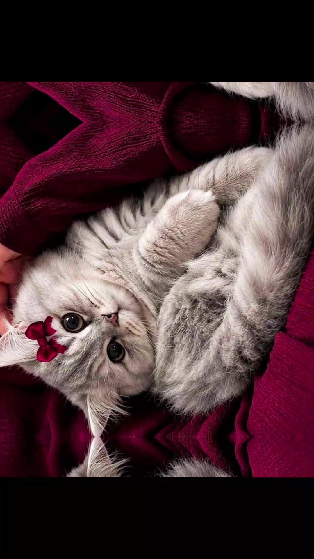 @طائر النورس
