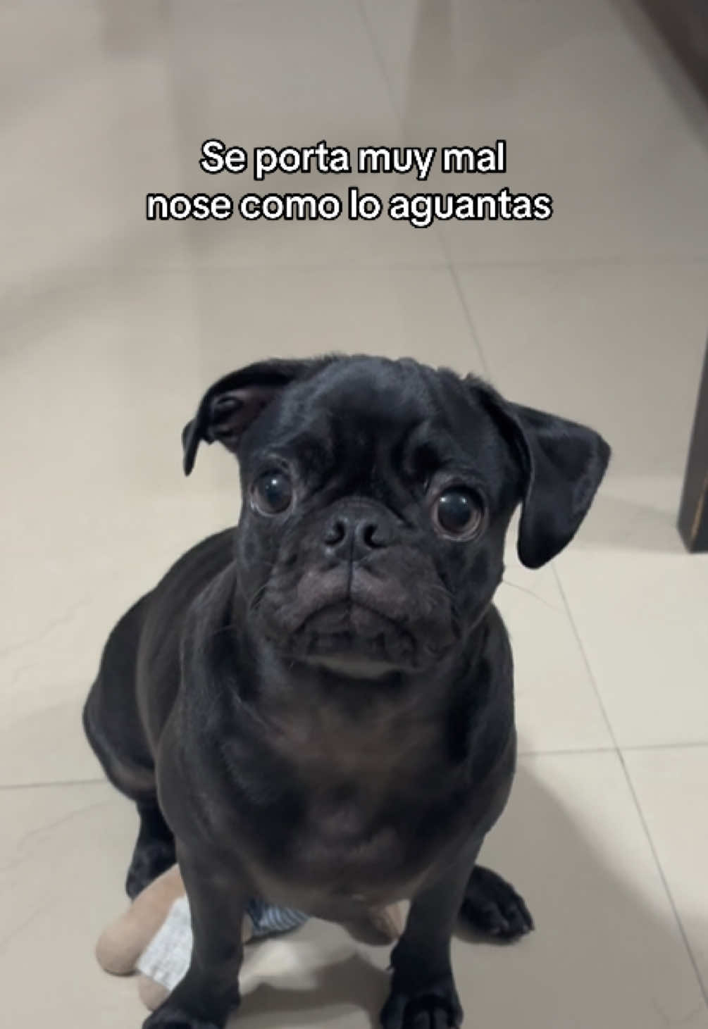 @BRUNNA PUG | PET LIFESTYLE 🐾