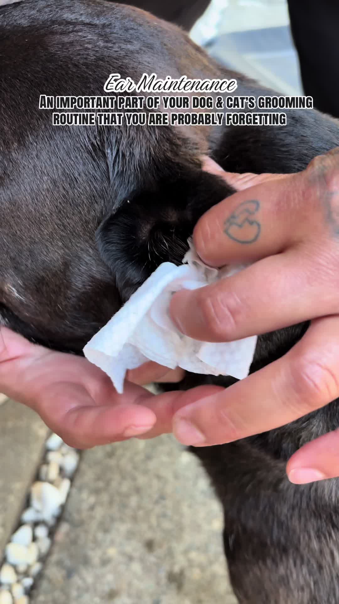 @kai•thedogmother🐾