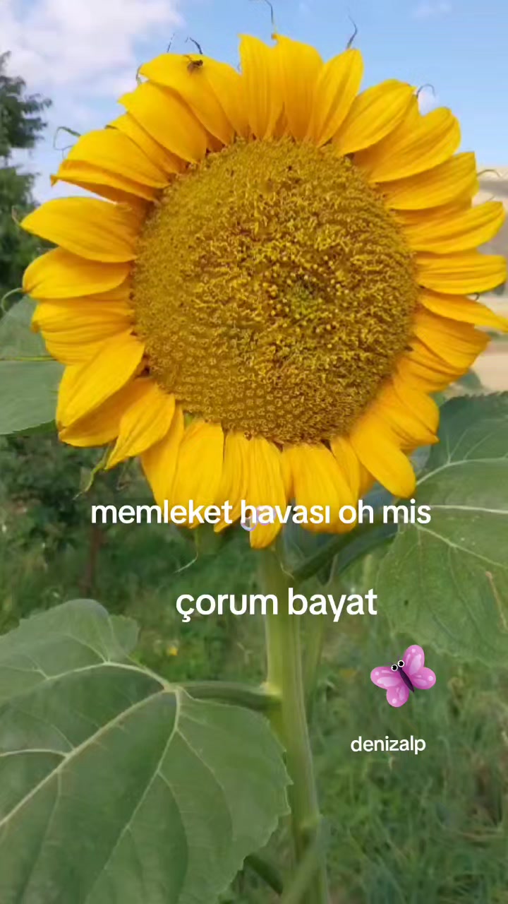 @06 ❤️denizalp❤️19