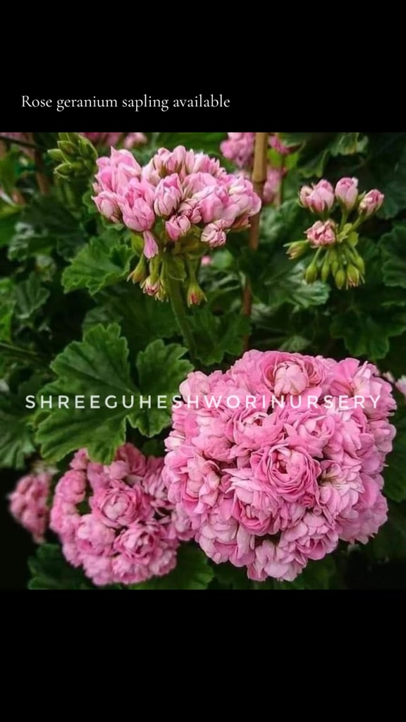 @shree guheshwori nursery