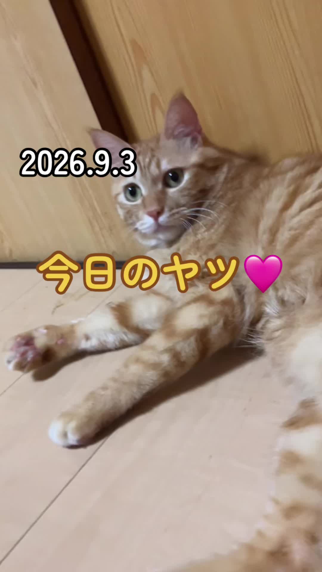 @茶トラ商店