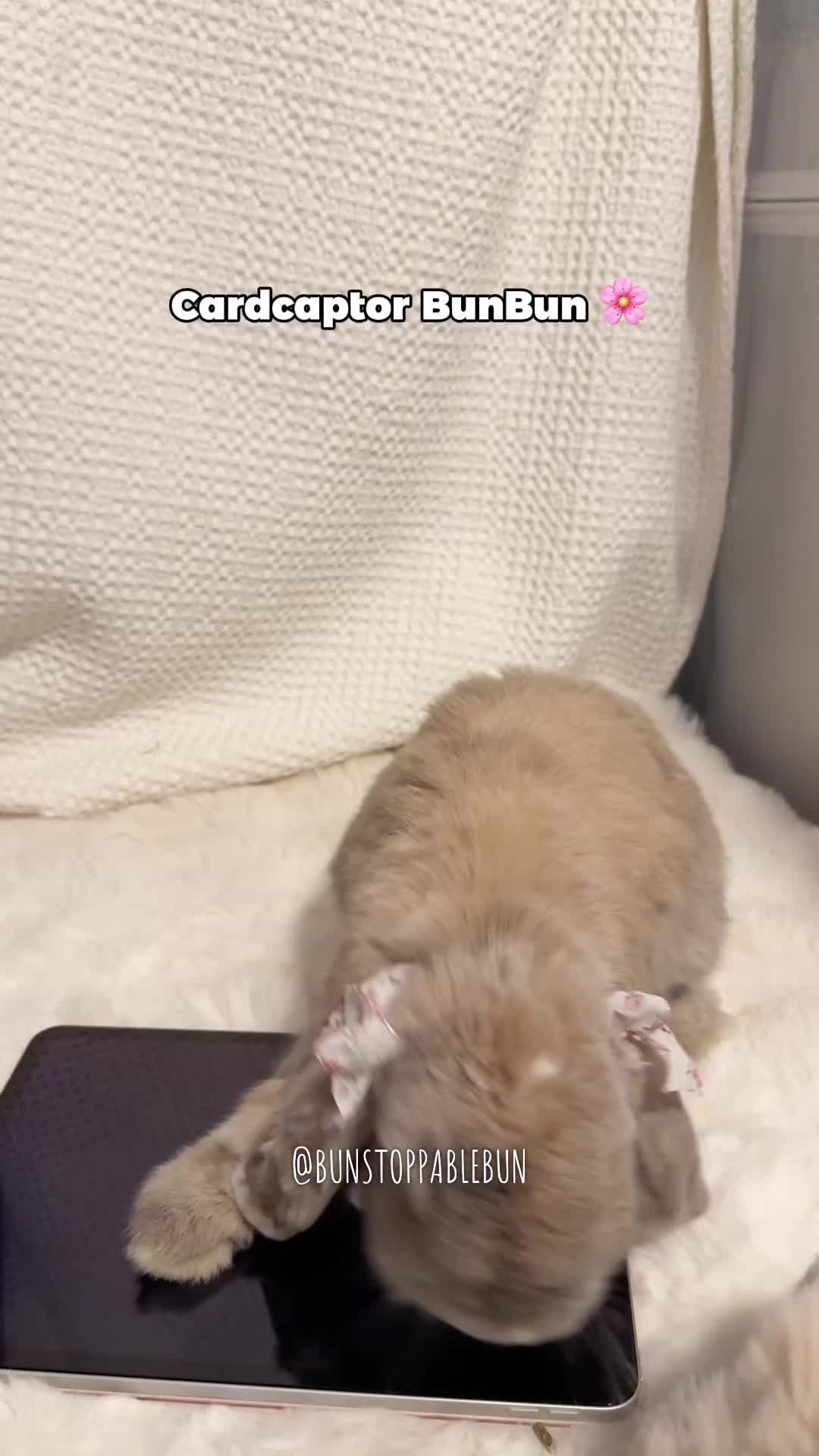 @BunBun, Mochi🌈, Chewy