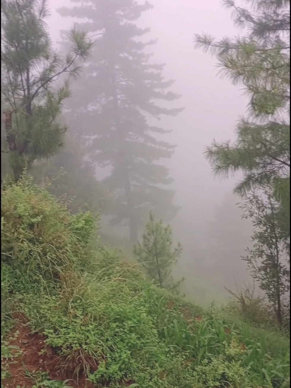 @🌲غر سنے 🌲