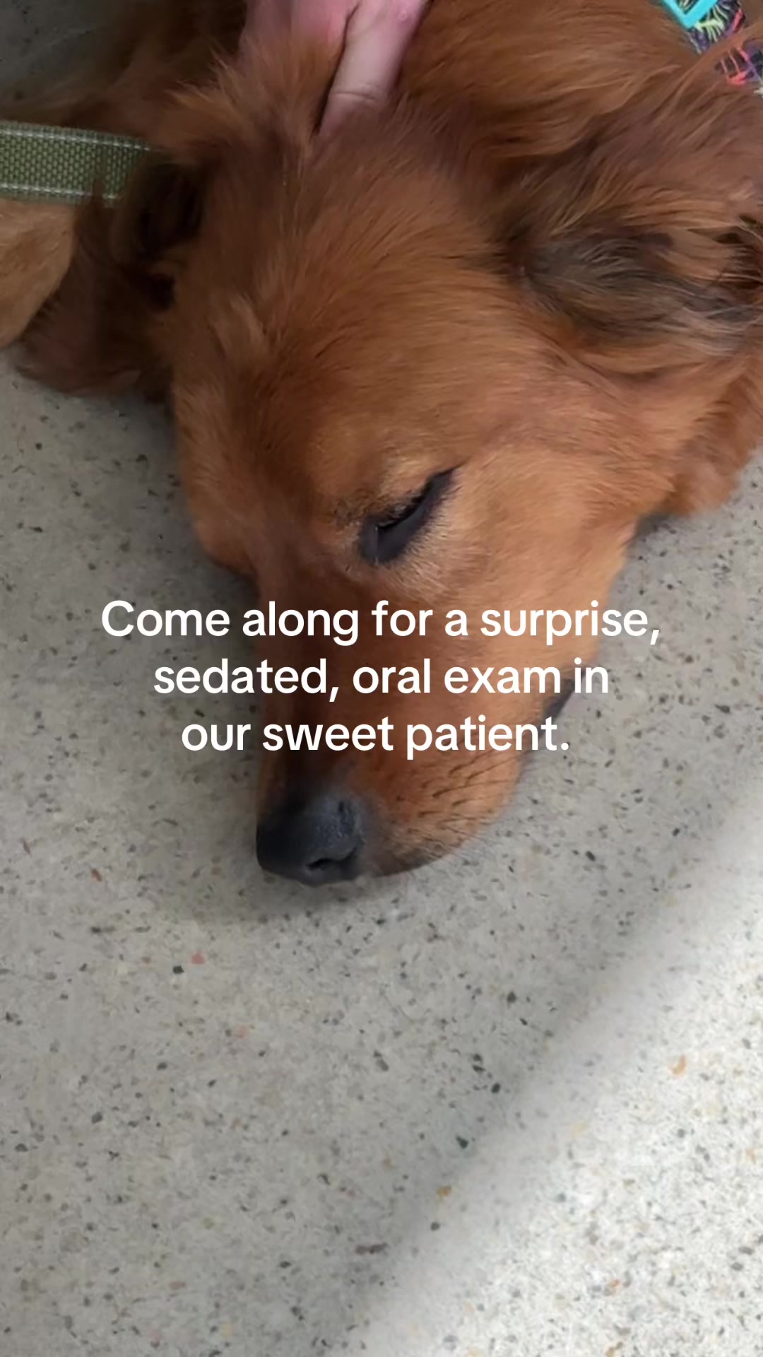 @Dr. Cheryl | Veterinarian🇨🇦