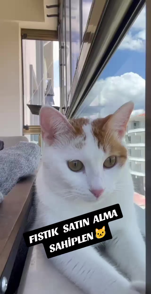@UMUT BEKLEYEN PATİLER, 🐶💕🐱?
