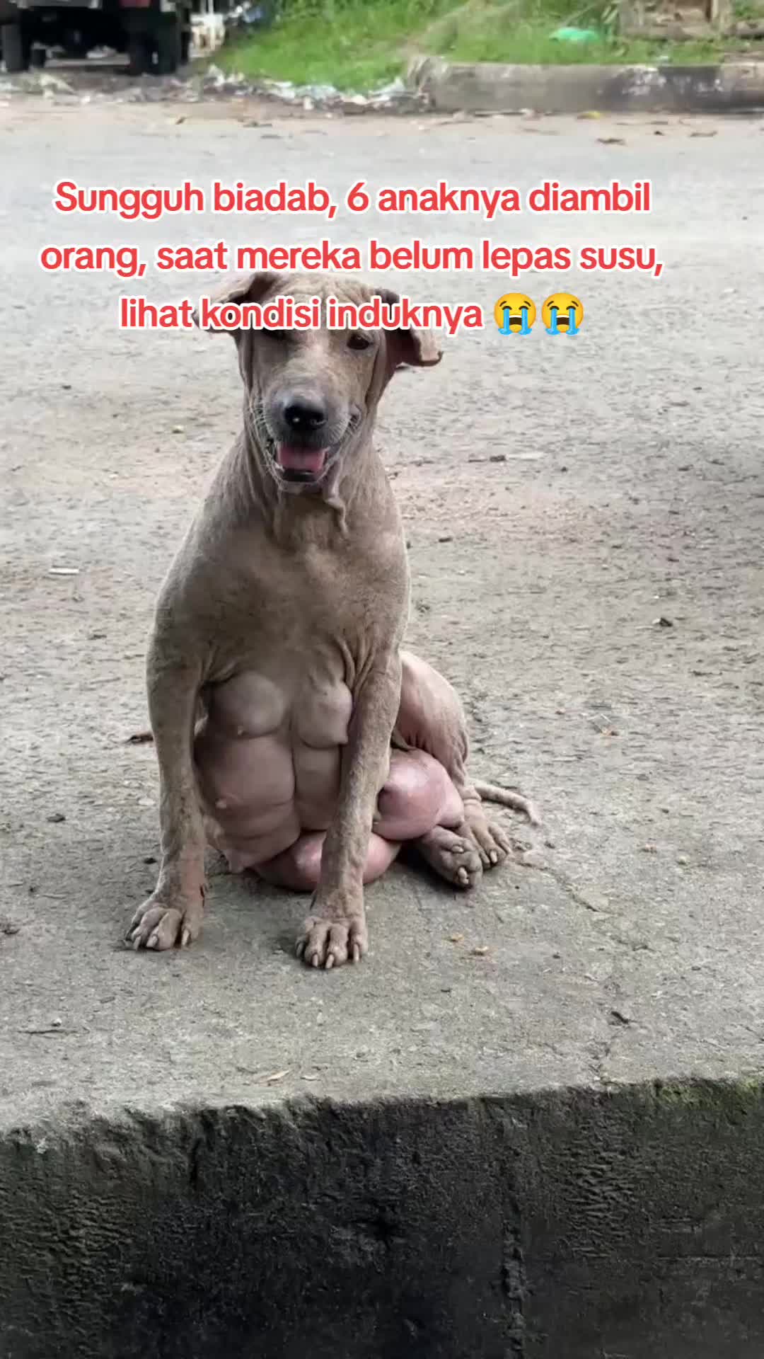 @JAMBI DOG LOVER✨