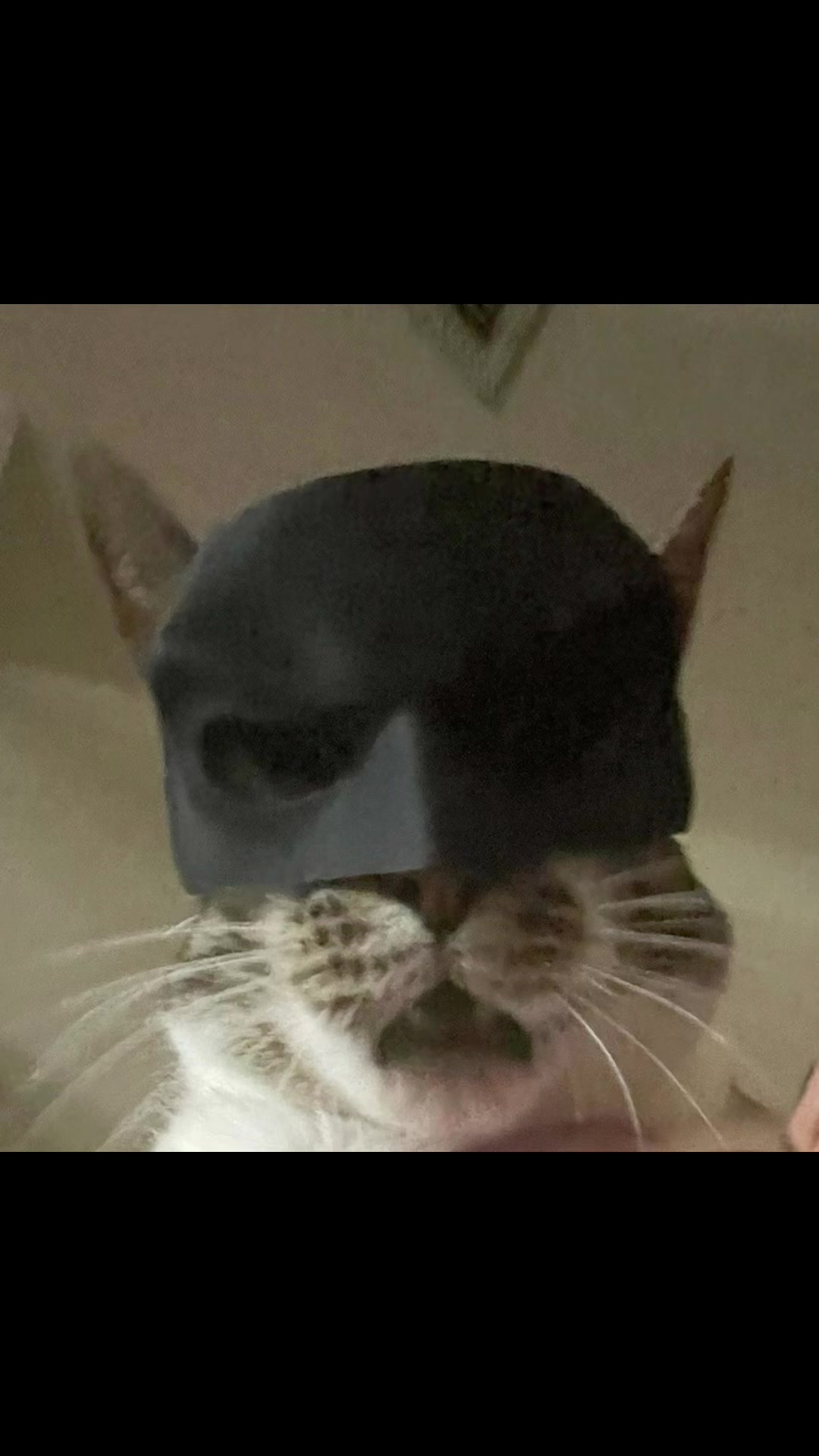@Meow kitty