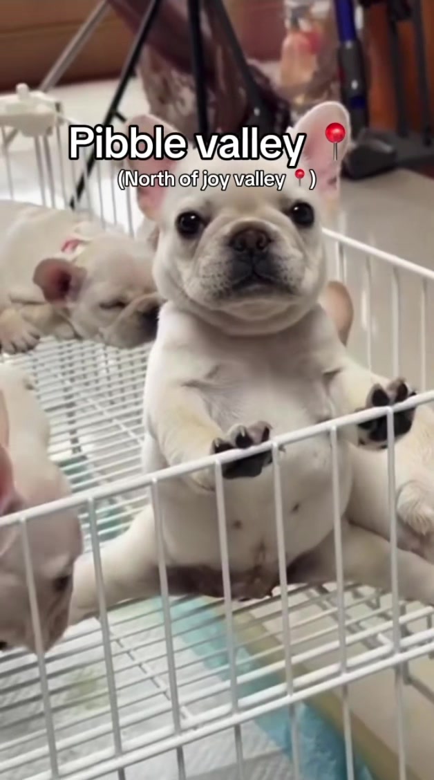 @Pibble Plug