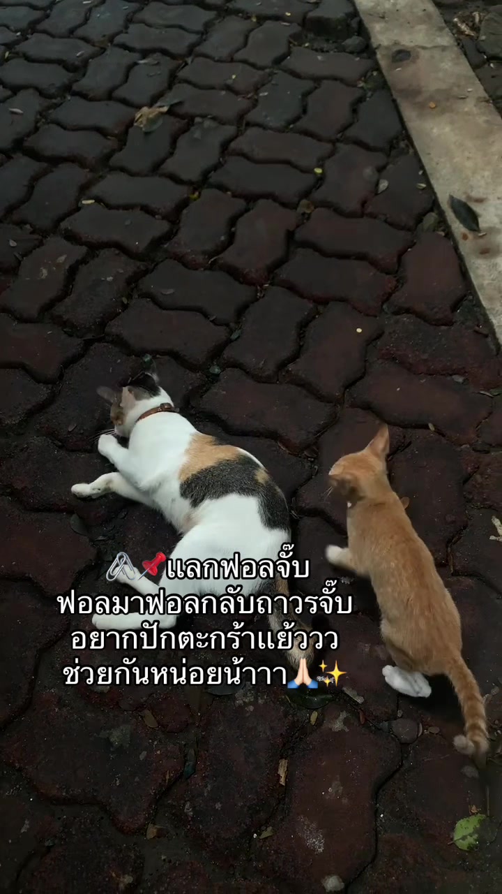 @📌🧺