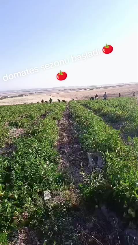 @MEHMET ÇAVUŞ Urfa