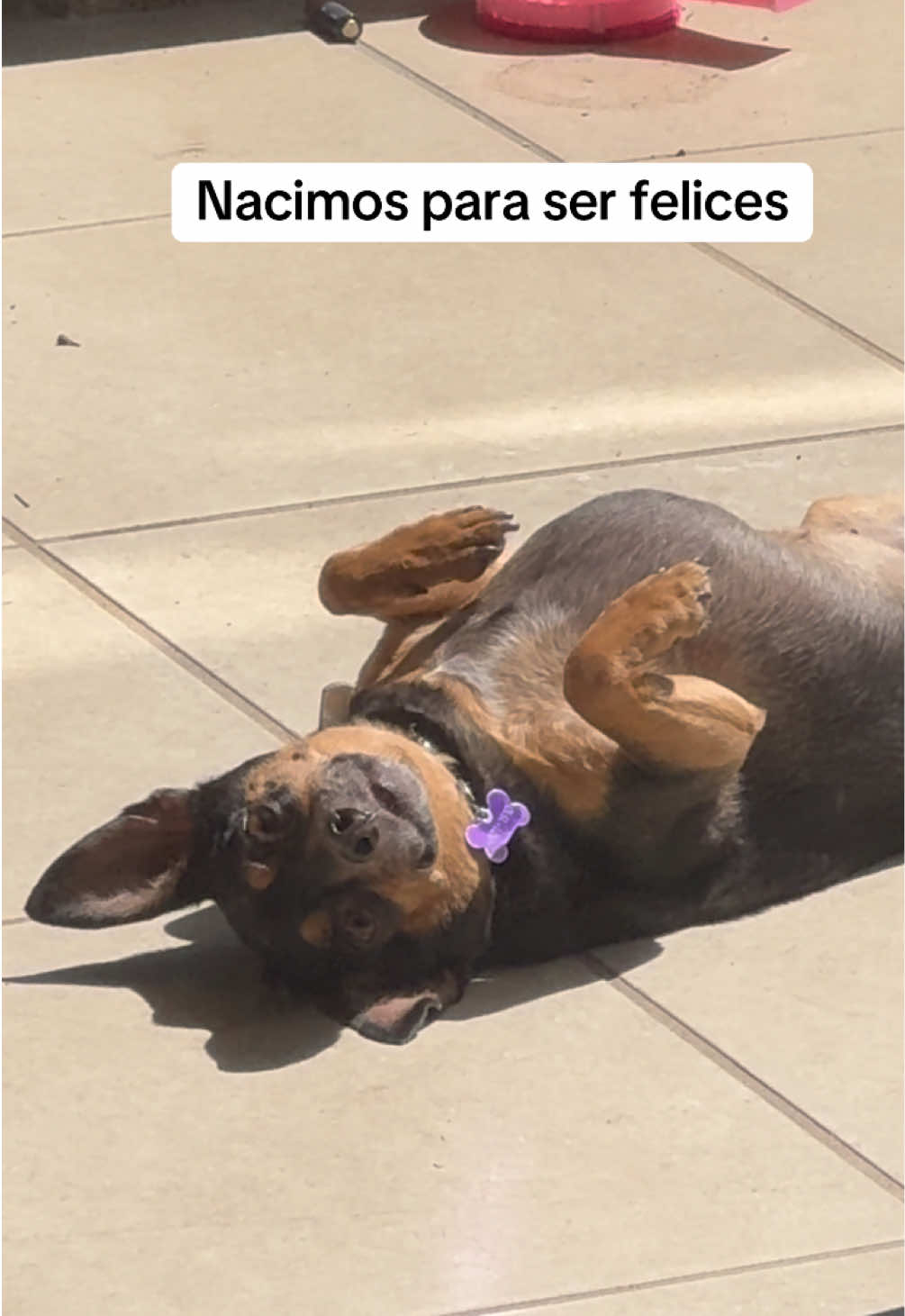 @Team Luna