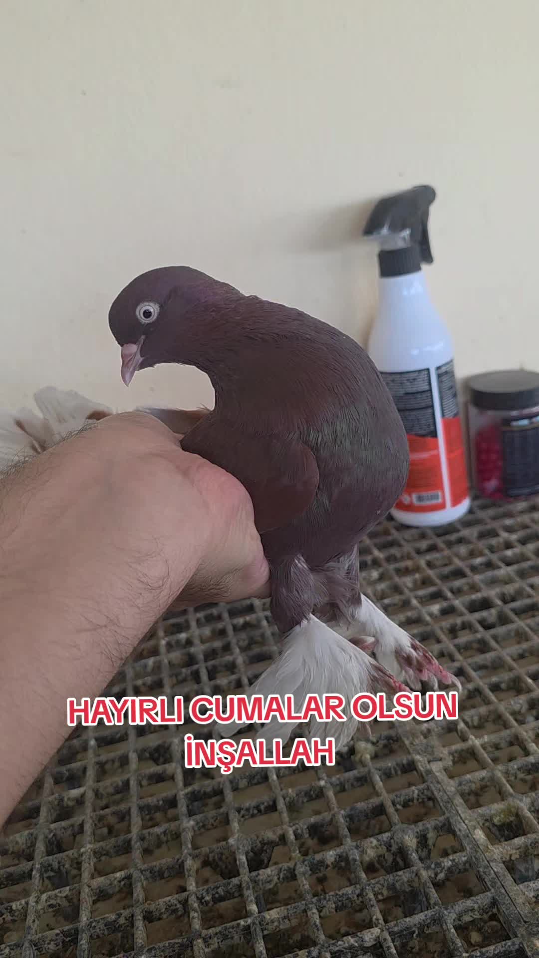 @Mahsum Kutluay