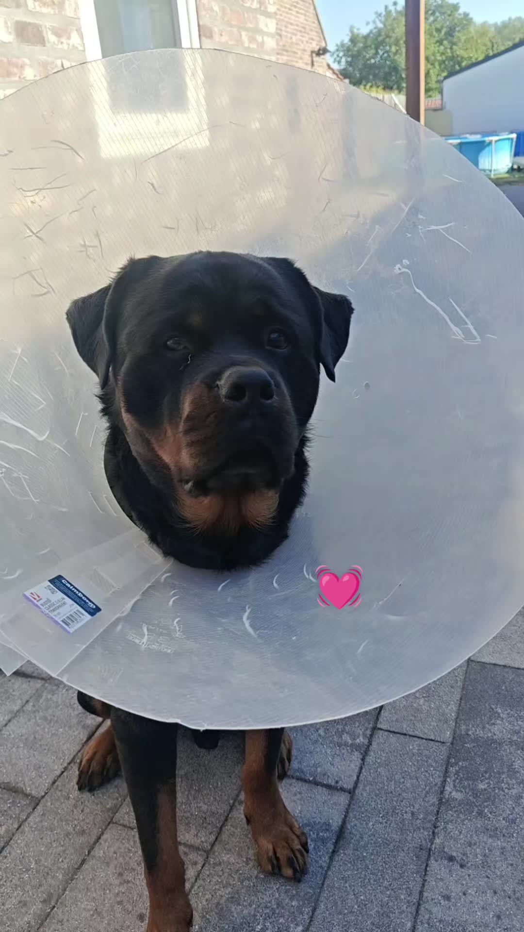 @Niky&isuoirottweiler