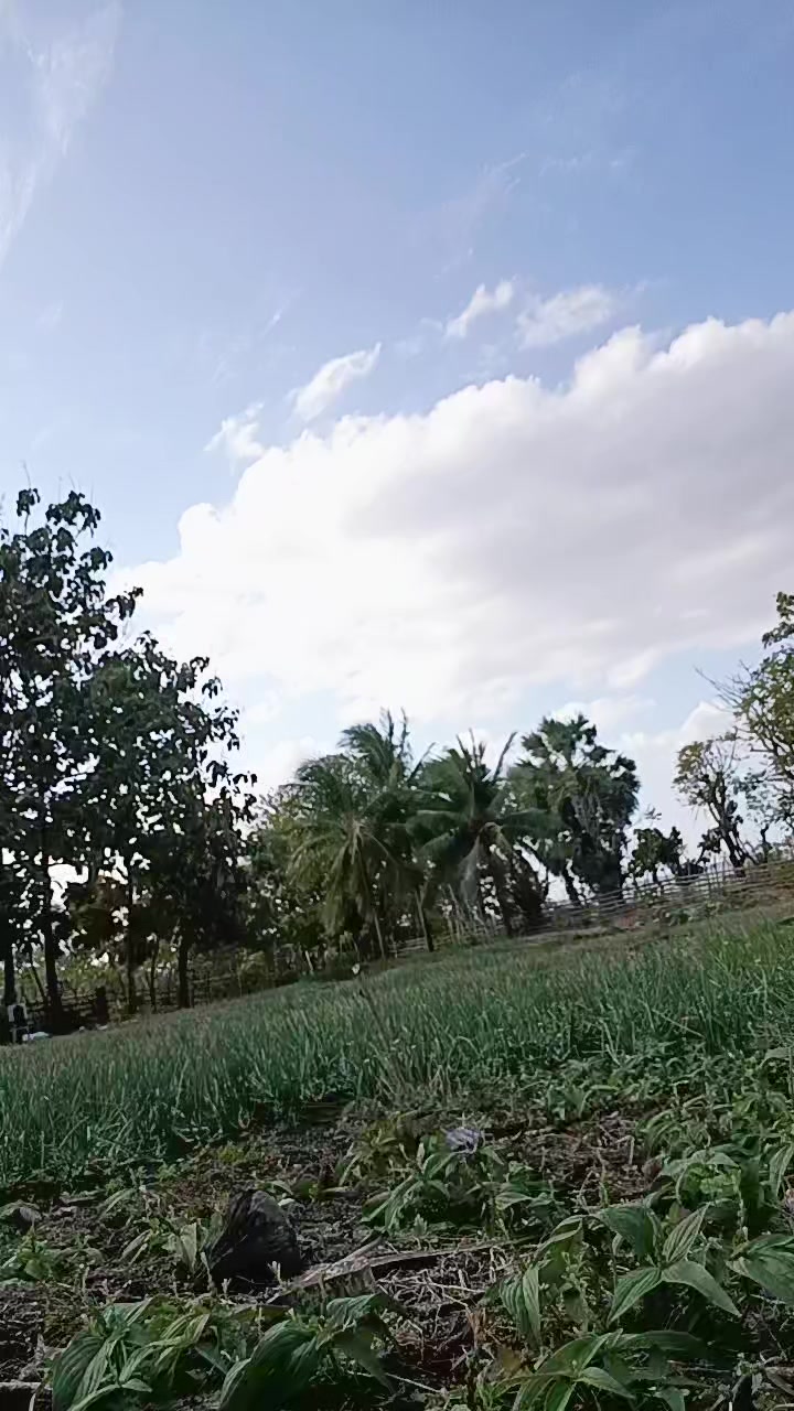 @Mega Selan