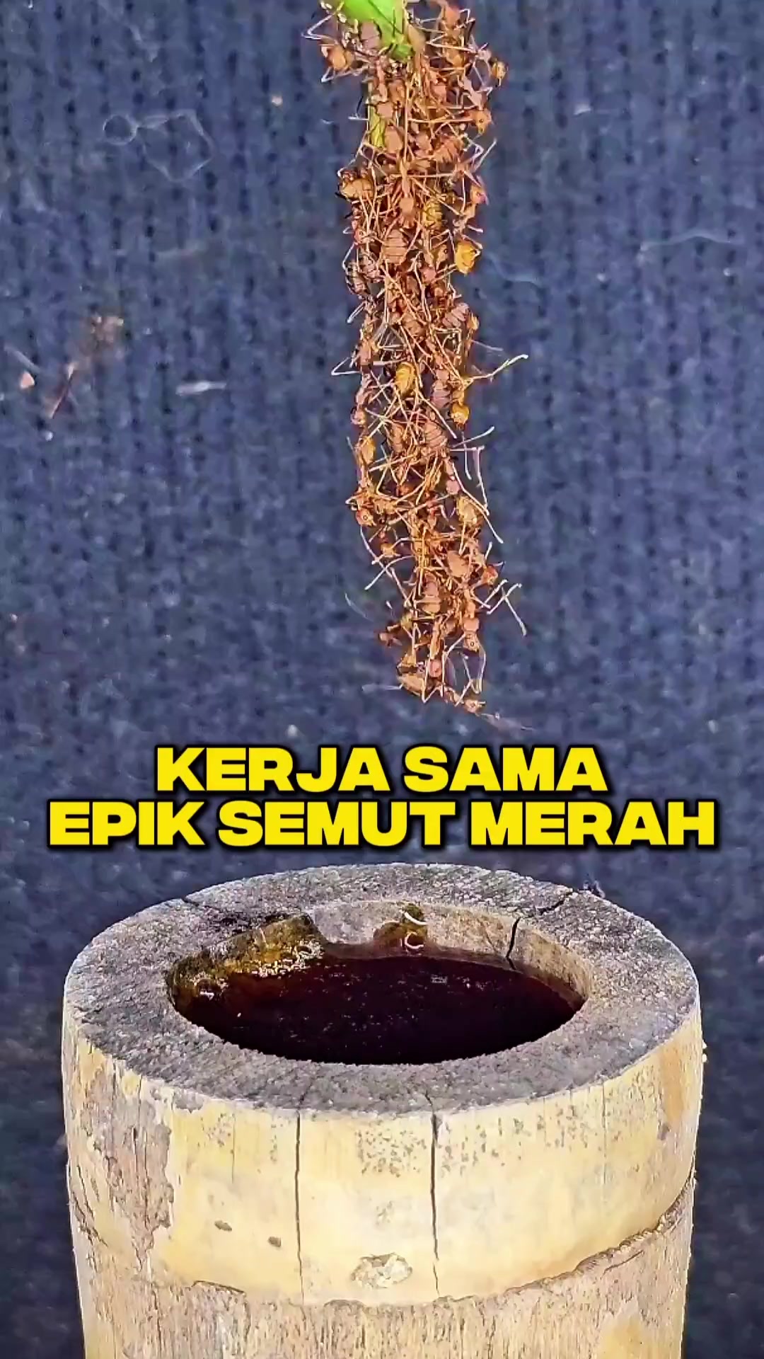 @Ardian Galih 🐜