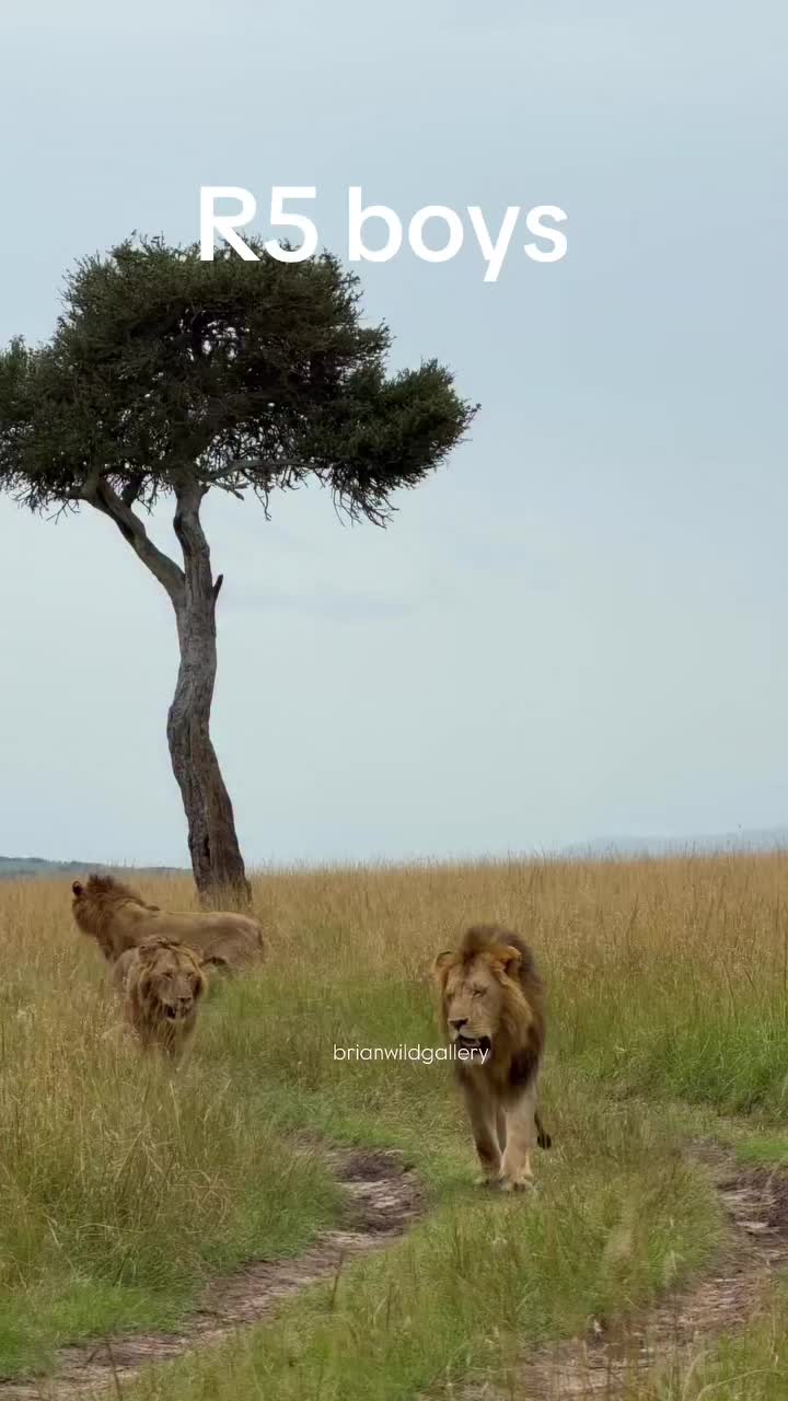@lion_world5