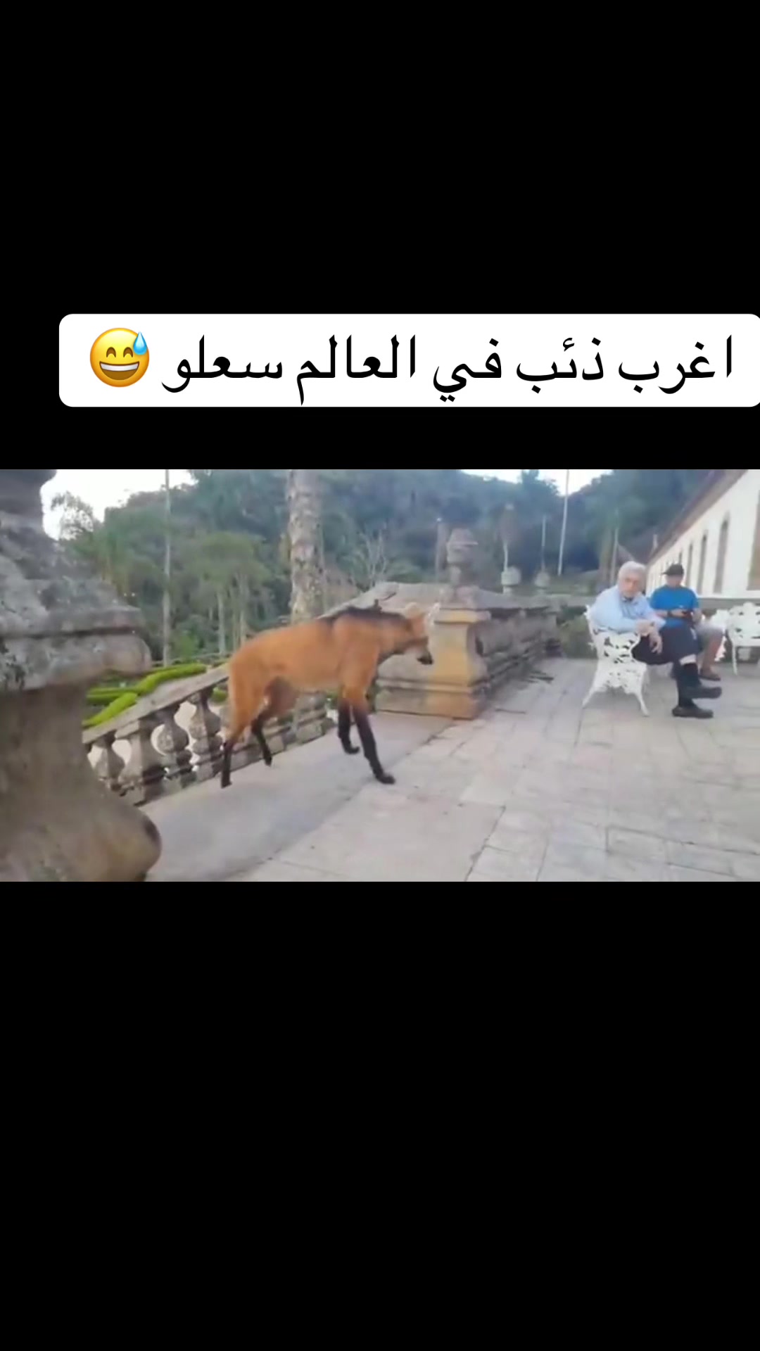 @obidaloni