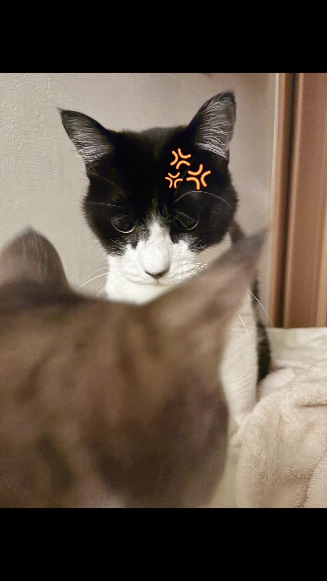 @ねこぷにもふ｜ホワイトシェパードのハクちゃん