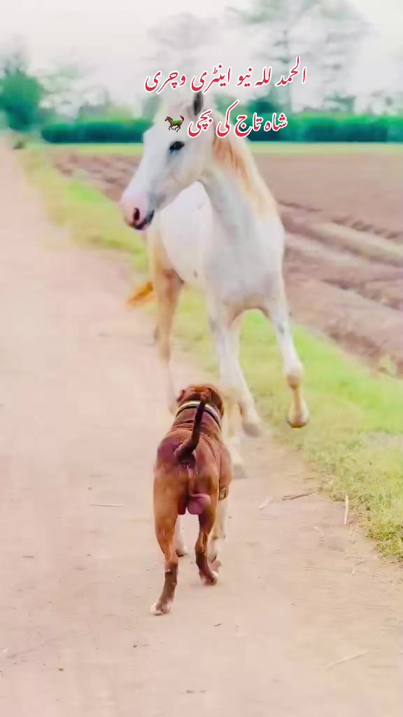 @رانا وقار اشرف 🐎
