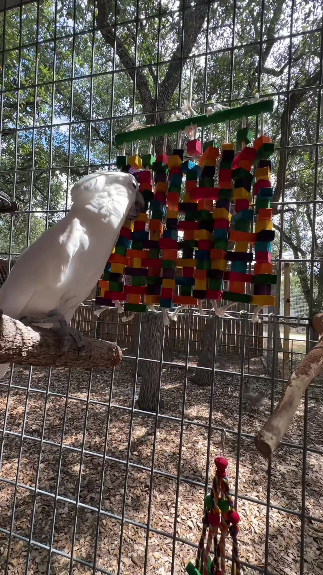 @Texas Wildlife Park