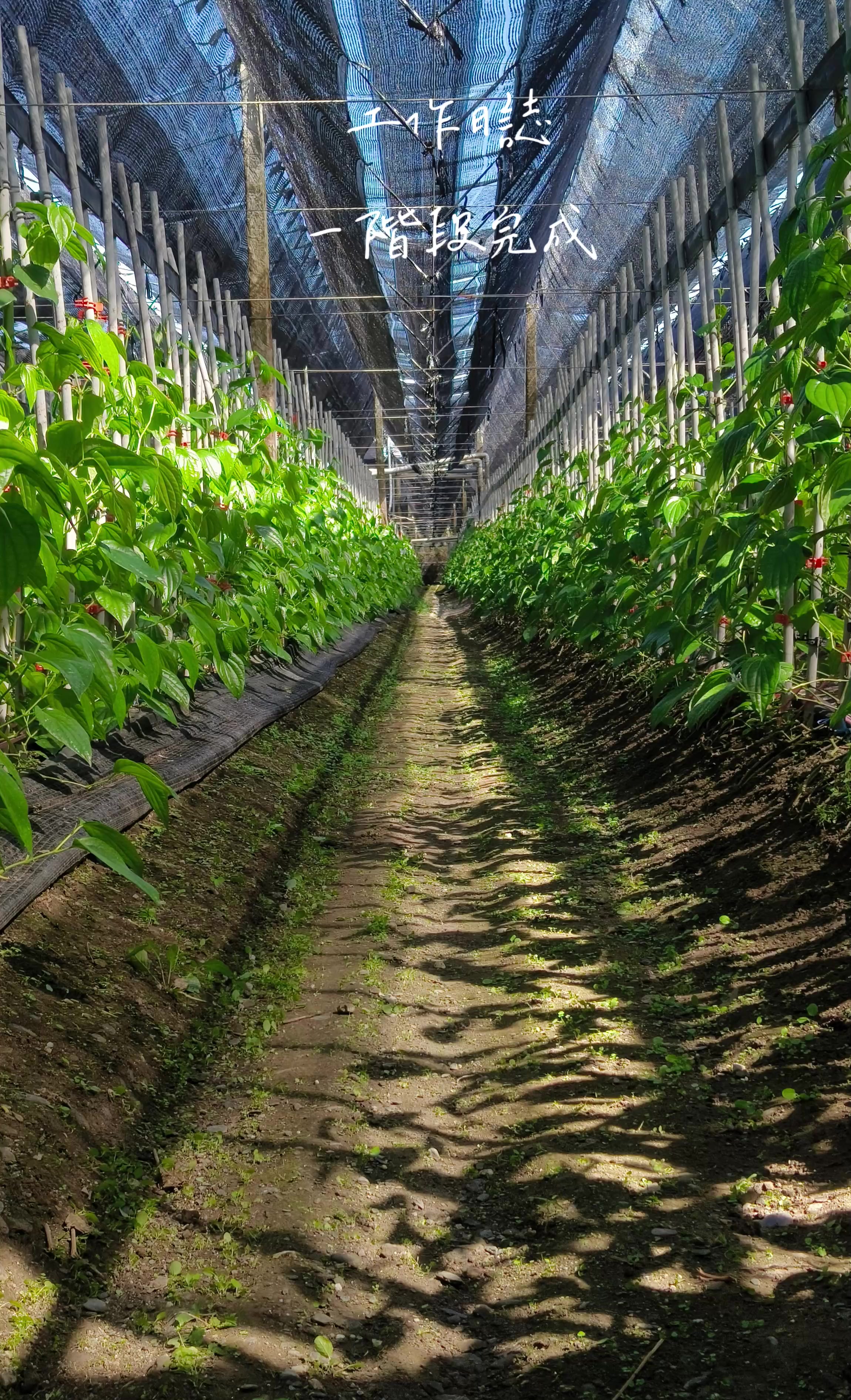 @曾國華(牛奶)