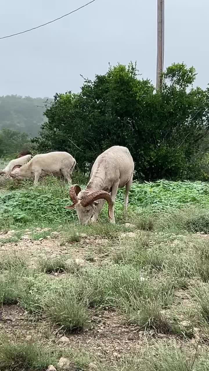 @SAJERanch