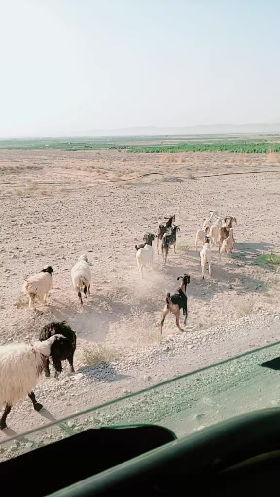 @پحتون 302